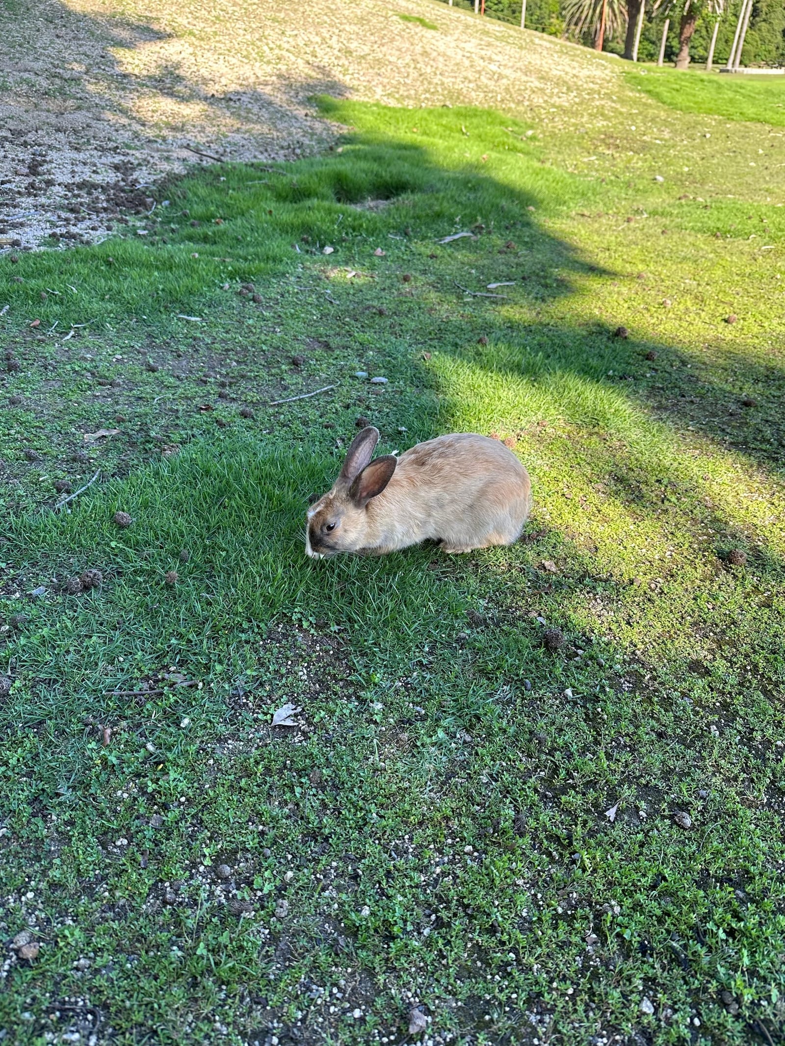 Photograph of a single brown rabbit grazing on a sunny grassy slope on Okunoshima, with dappled tree shade falling across the grass.