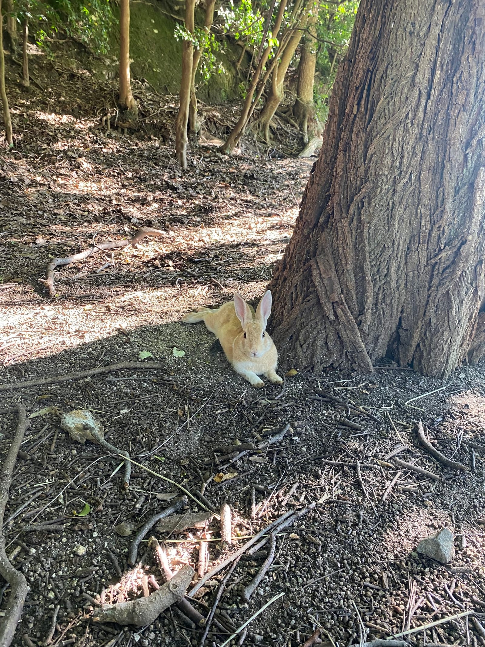 Photograph of a cream-coloured rabbit resting in the shade at the base of a large tree in Okunoshima's wooded interior, dry earth and fallen twigs around it.